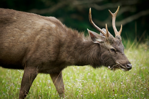 Corno di cervo sambar sul campo di pascolo