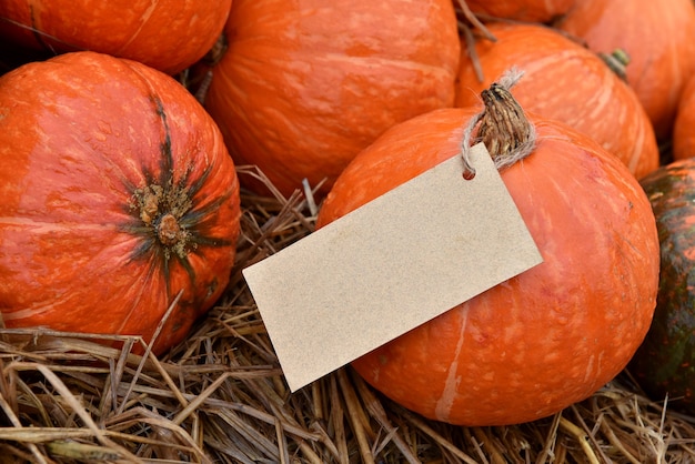 Cornucopia del raccolto autunnale. Zucca nella stagione autunnale. Per il Ringraziamento e l'evento di decorazione di Halloween.