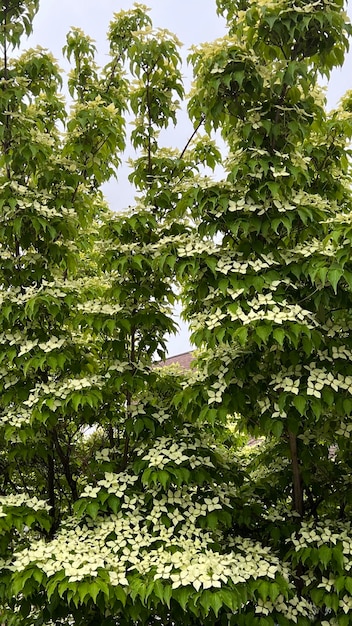 Cornus Kousa albero di corniolo