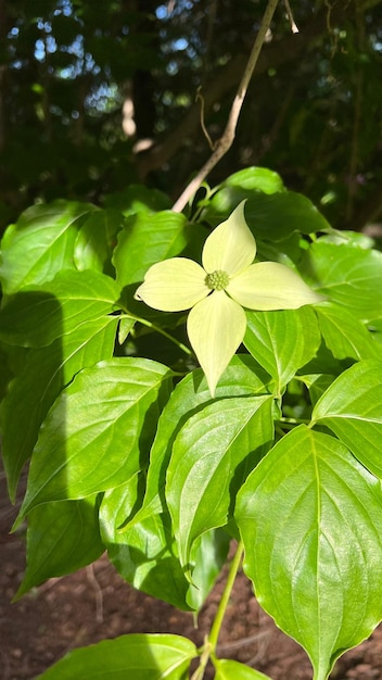 Cornus Kousa Fiore di corniolo giapponese