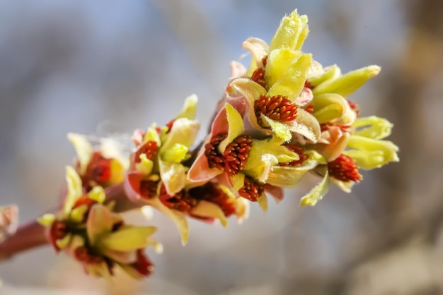 Cornus officinale