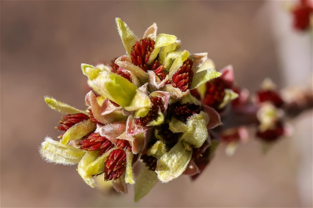 Cornus officinale