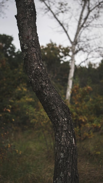 Corona curva di alberi nella foresta