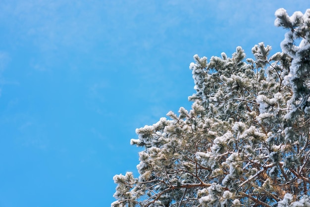 corona d'albero nella neve contro il cielo blu