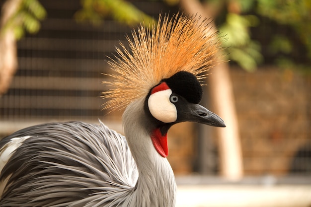 Corona d'oro incoronata nello zoo Rishon Lecion Israel