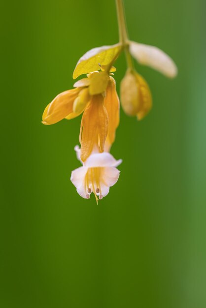 Corona d'oro ( Petraeovitex wolfei J. Sinclair) fiore