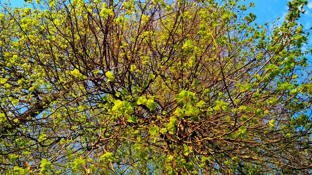 Corona dell'albero a fioritura primaverile