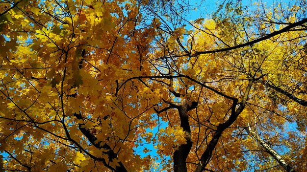 corona di albero d'autunno contro il cielo