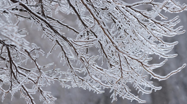 Corona di albero ghiacciato su uno sfondo naturale sfocato Rami nella parte ghiacciata di un albero Sfondo