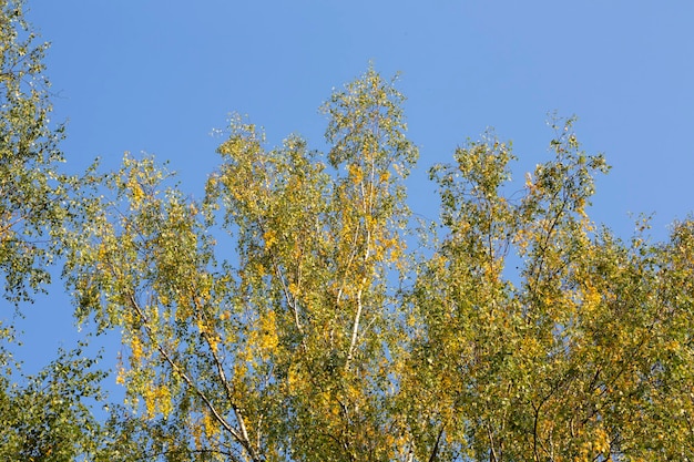 Corona di betulla con foglie gialle contro l'albero di autunno del cielo blu