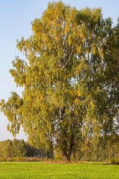 Corona di betulla con foglie gialle contro l'albero di autunno del cielo blu