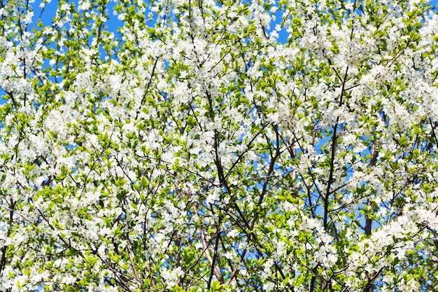 Corona di ciliegio in fiore bianco