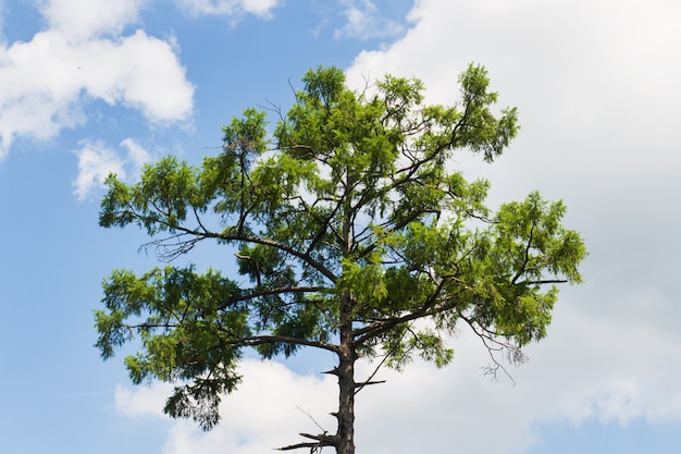 Corona di un enorme albero di pino contro il cielo blu. Parte superiore del pino contro lo sfondo del cielo blu soleggiato.