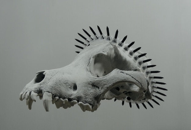 Corona Di Viti Nere Sulla Vista Laterale Del Cranio Animale