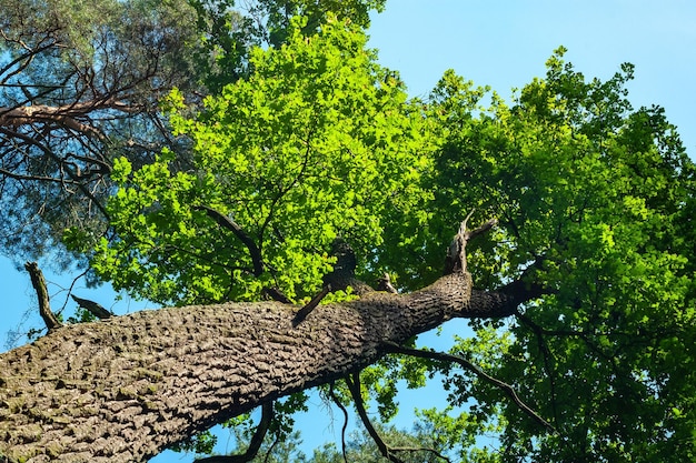 Corona e tronco di un albero alto contro il cielo Astratto sfondo vegetativo naturale