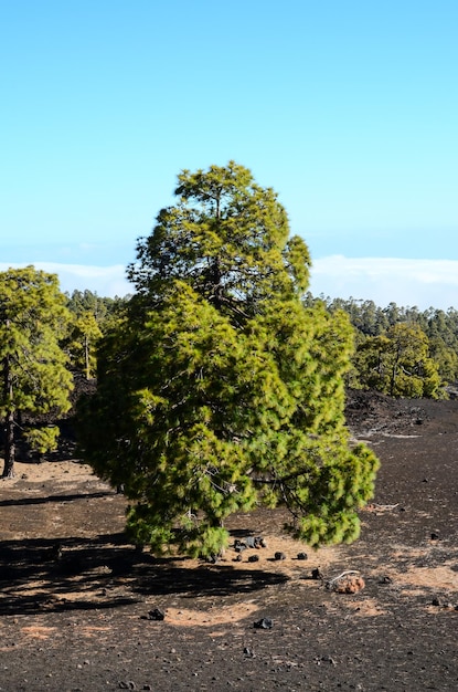 Corona Forestal nel Parco Nazionale del Teide Tenerife con pino canario