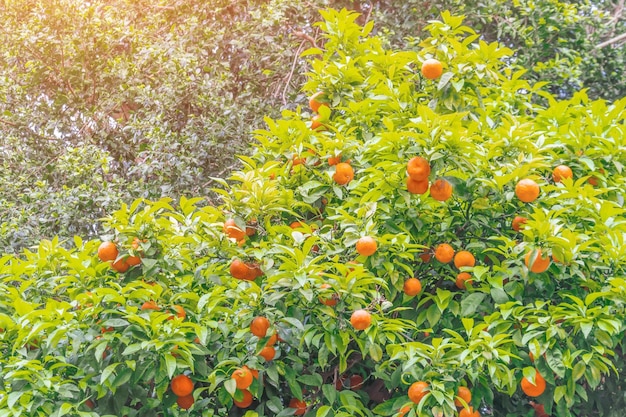 Corona l'albero di mandarino con i frutti nel parco