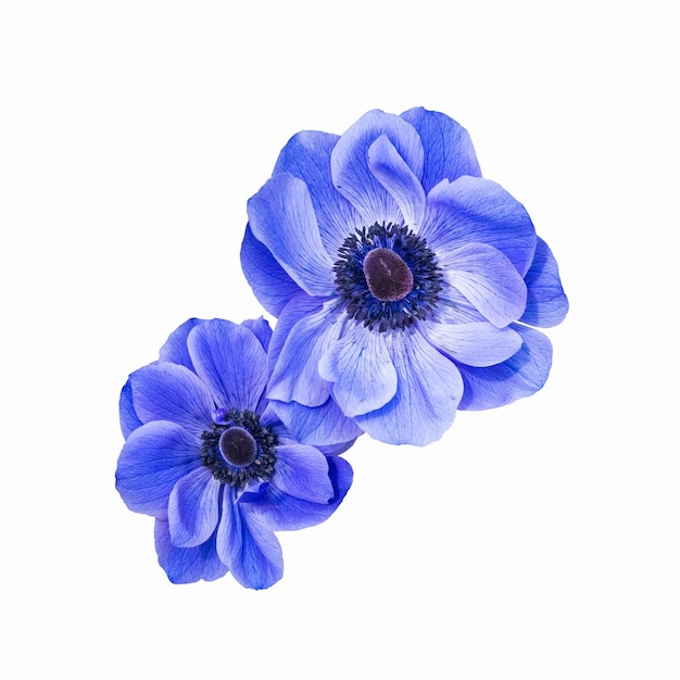 Coronaria anemone blu isolata su bianco con percorso di ritaglio