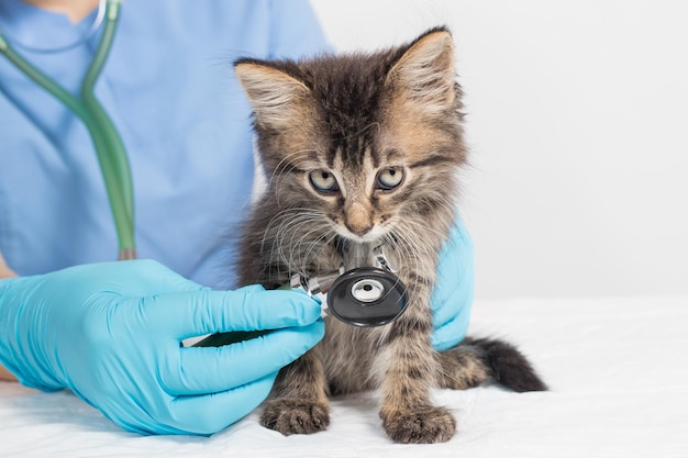 Coronavirus e polmonite in un gatto