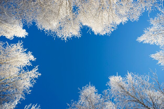 Corone bianche di betulle contro il cielo blu