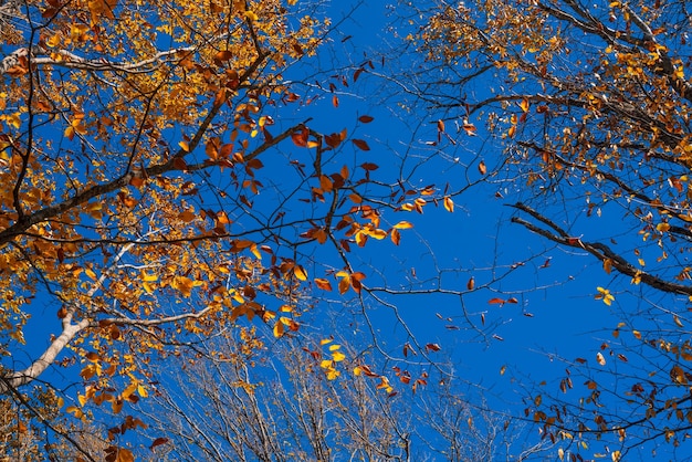 Corone di alberi autunnali contro il cielo azzurro