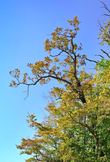 Corone di alberi contro il cielo blu nel Parco Nazionale di Sochi Territorio di Krasnodar Russia 2021