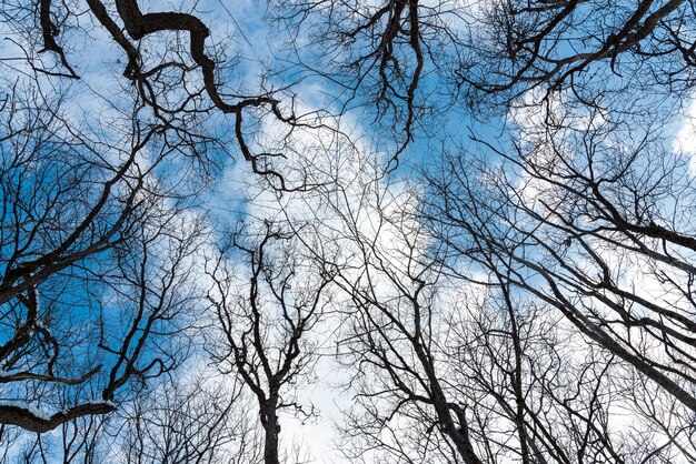 Corone di alberi spogli contro un cielo azzurro