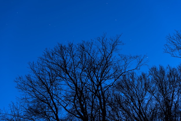 Corone di alberi su uno sfondo di cielo stellato