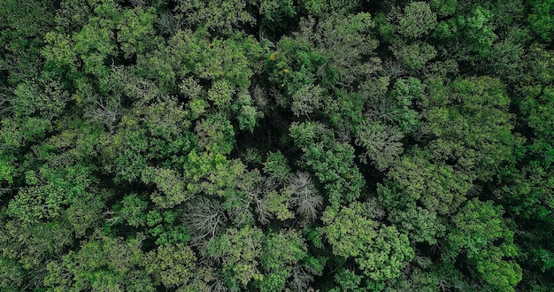 Corone forestali boschi di sfondo alberi di conservazione