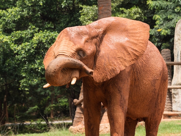 Corpo rivestito di elefante africano con fango rosso per prevenire la luce solare del corpo e della pelle.