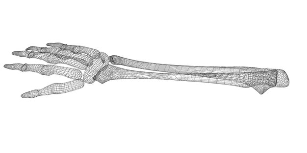 Corpo umano, mano, struttura corporea, modello di filo