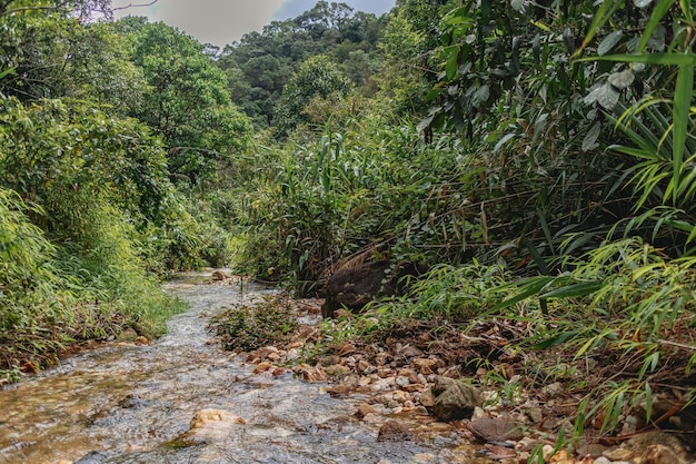 Corrente del fiume della natura della foresta tropicale