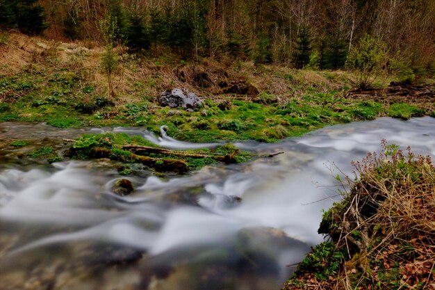 Corrente nella foresta