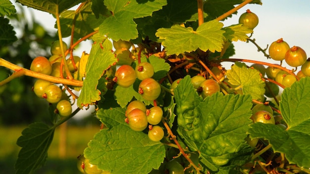 Corrente rosso verde in fase di maturazione