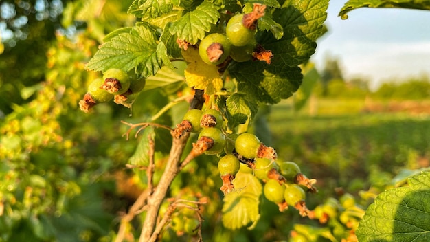 Corrente rosso verde in fase di maturazione