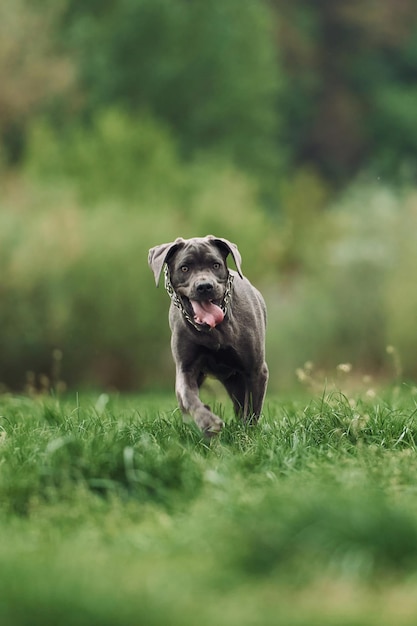 Correre sull'erba Ritratto di cane con pelo nero corto che fa una passeggiata all'aperto in estate