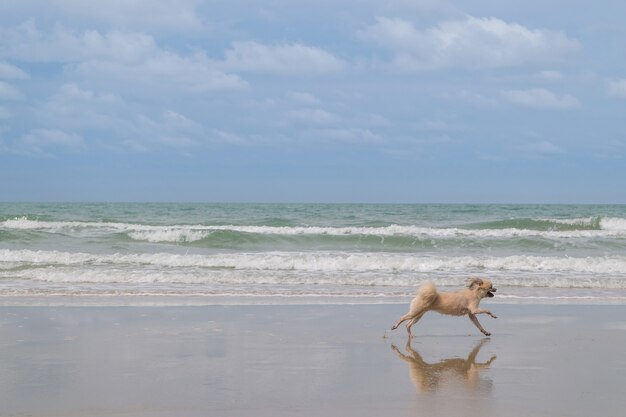 Corsa di cane carino corsa felice sulla spiaggia