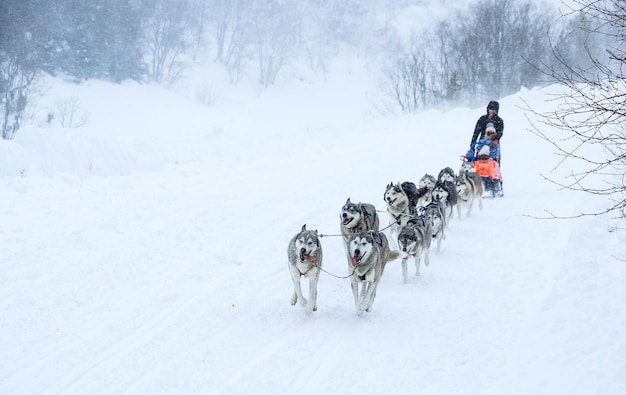 Corsa di cani da slitta husky