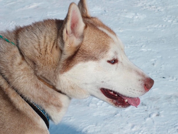 Corsa di cani da slitta invernale marrone e bianco e Siberian Husky