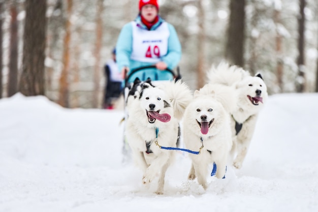 Corsa di cani del husky siberiano nella neve