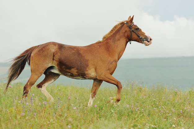 Corsa di cavalli marroni al trotto sul prato verde in un giorno d'estate, all'aperto, orizzontale