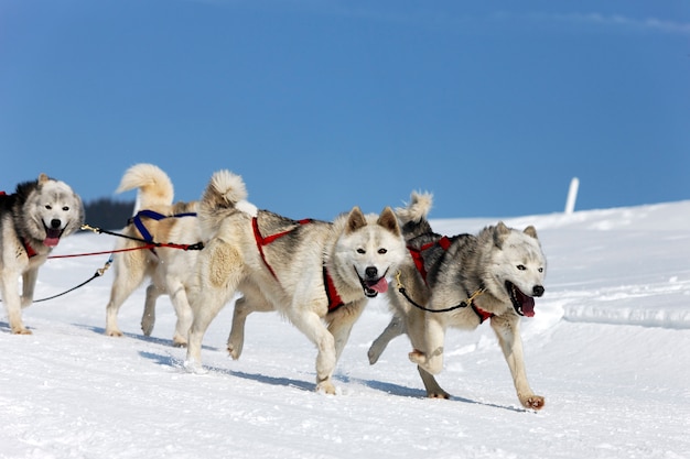 Corsa di husky in montagna alpina in inverno