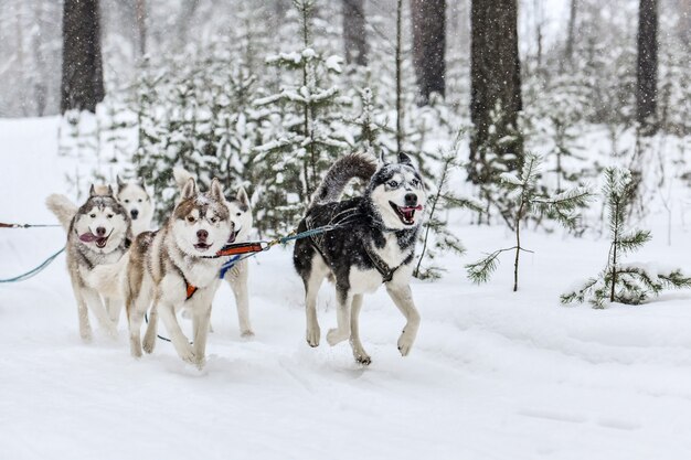 Corse di cani da slitta con gli husky