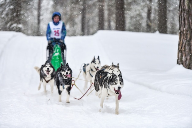 Corse di cani da slitta con gli husky