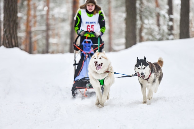 Corse di cani da slitta con gli husky