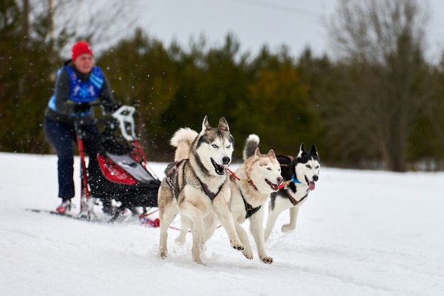 Corse di cani da slitta husky. Concorso a squadre di slitte trainate da cani invernali. I cani del husky siberiano tirano la slitta