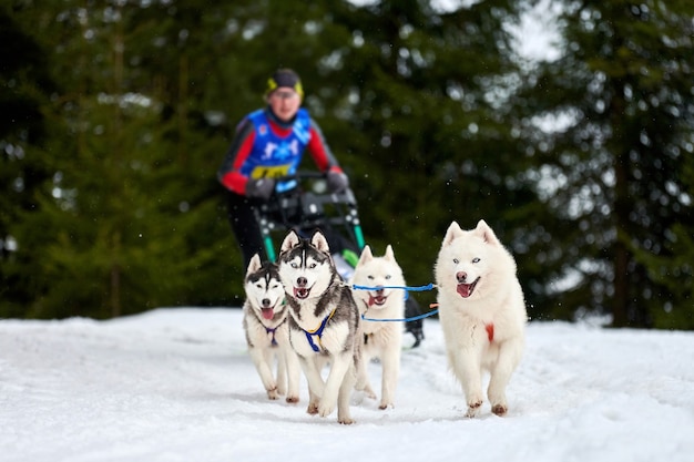 Corse di cani da slitta husky. Concorso a squadre di slitte trainate da cani invernali. I cani husky siberiani tirano la slitta con musher. Corsa attiva su strada innevata