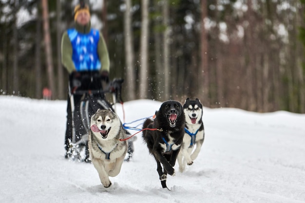 Corse di cani da slitta husky. Concorso a squadre di slitte trainate da cani invernali. I cani husky siberiani tirano la slitta con musher