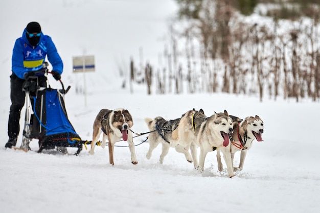 Corse di cani da slitta husky. Concorso a squadre di slitte trainate da cani invernali