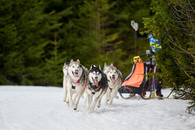 Corse di cani da slitta husky. Concorso a squadre di slitte trainate da cani invernali